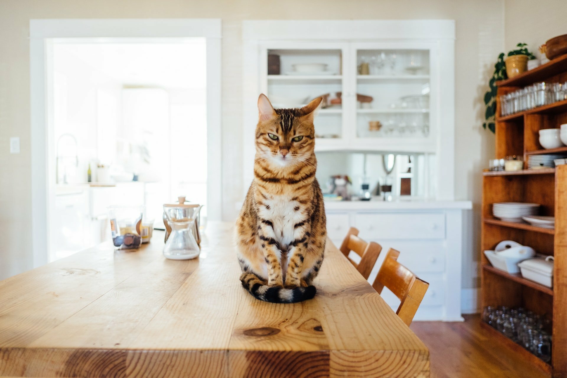 a cat sitting on a table
